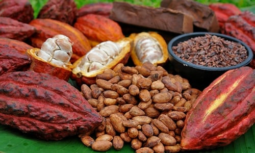asesoria-comercio-exterior-monterrey-cacao