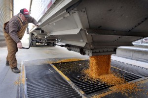 comercializadora en monterrey maiz